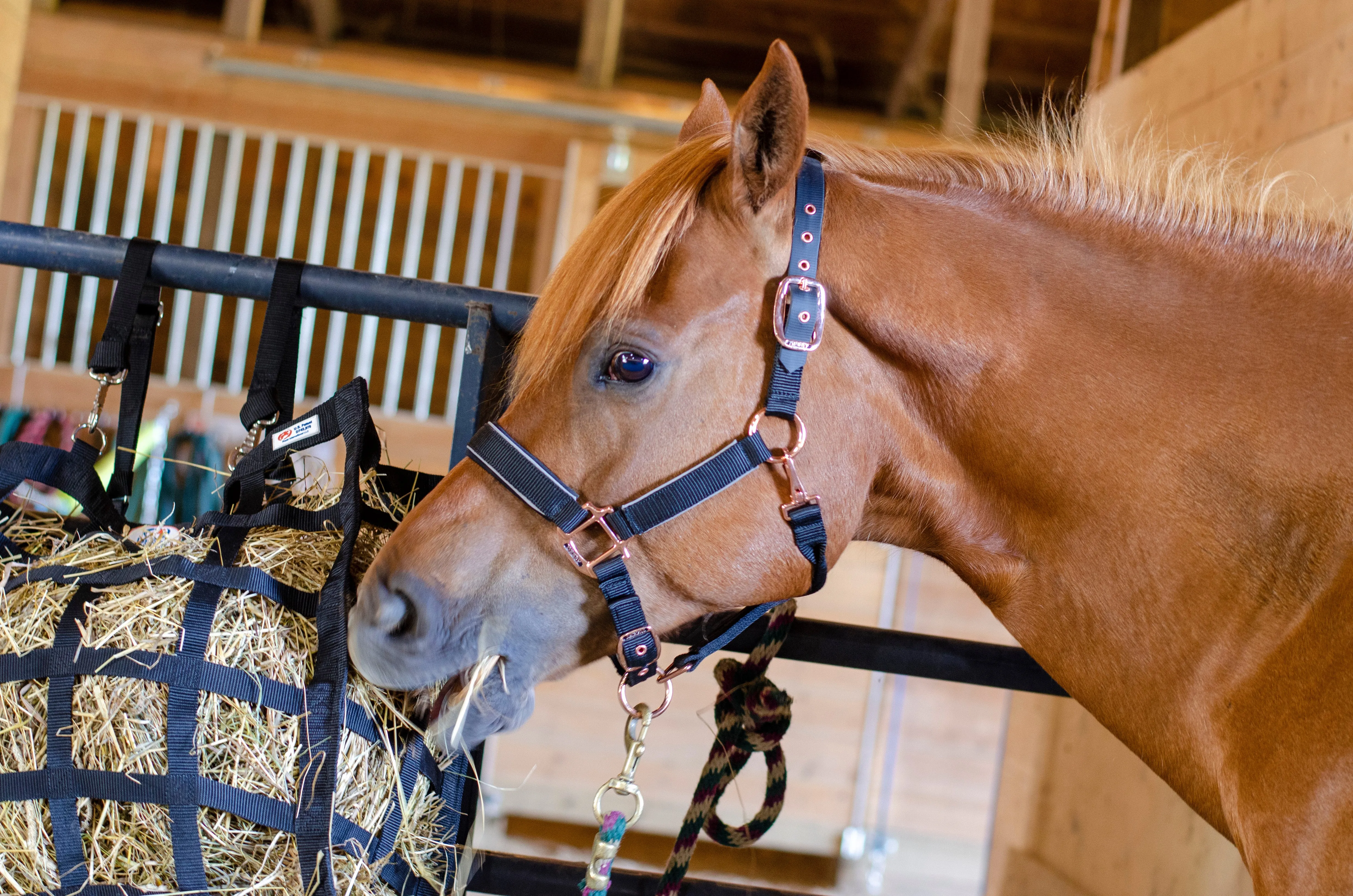 Derby Originals Easy Feeder Horse Hay Bag with Super Tough Bottom with 3.5"x3” Rectangular Openings  and 1 Year Warranty